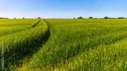 Bild auf Leinwand Fields of gold - Barley crops in the late summer