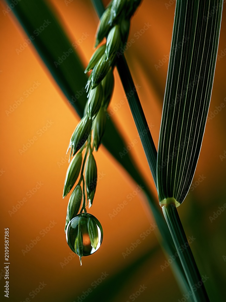 Obraz premium Macro shot of a dewdrop clinging to a green grass seed head, reflecting the plant's leaves against a warm orange background.