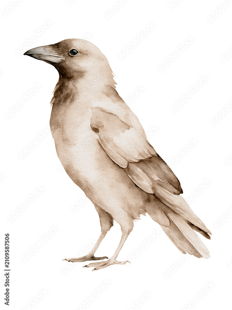 Fototapeta premium Watercolor Beige Crow Bird Isolated