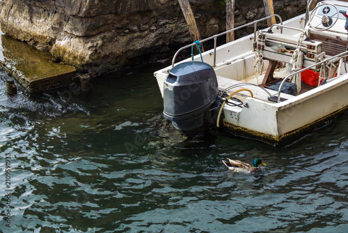 Foto A motorboat is moored beside a rocky waterfront while a duck swims through the water
