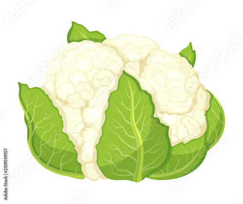 Cauliflower in cartoon style. Vector illustration of healthy, fresh cauliflower vegetable with white inflorescences, green leaves isolated on white background. Garden plant.