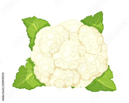 Cauliflower top view in cartoon style. Vector illustration of fresh, ripe cauliflower vegetable with white inflorescences, green leaves isolated on white background. Useful garden plant.