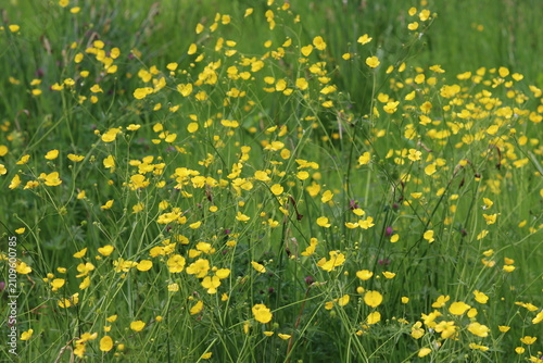 Bild auf Leinwand Buttercups in a countryside meadow
