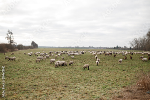 Large flock of sheep grazing on a green pasture in the countryside. Rural farming landscape with livestock and sustainable agriculture.