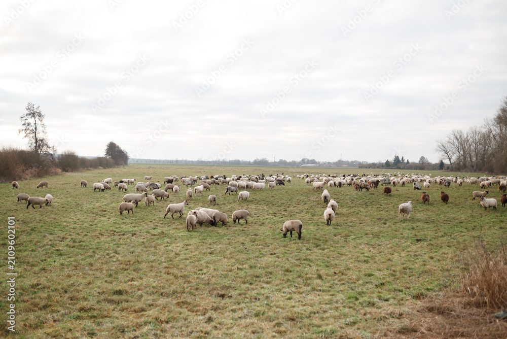 Obraz premium Large flock of sheep grazing on a green pasture in the countryside. Rural farming landscape with livestock and sustainable agriculture.