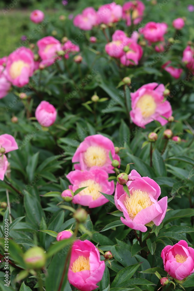 Obraz premium Pink and cream Chinese peony or paeonia lactiflora 'Bowl of Beauty'