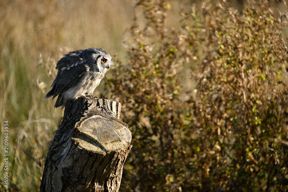 Fototapeta premium Long eared owl perched among autumn grasses in Leicestershire