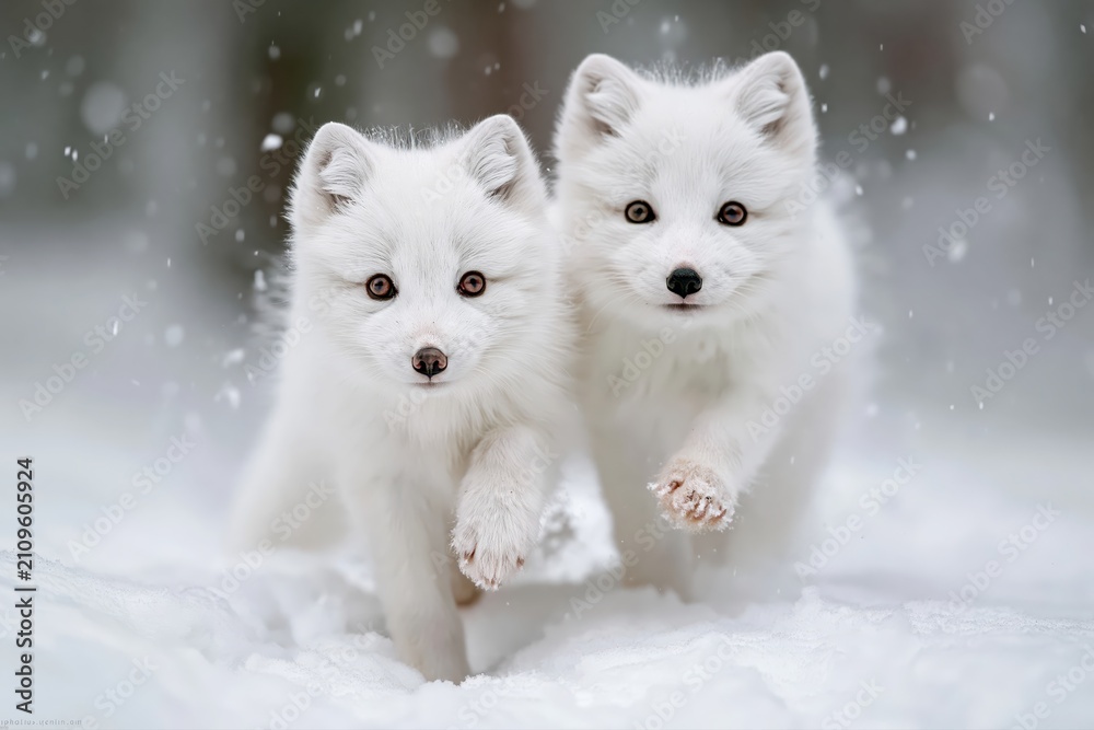 Obraz premium Two adorable arctic fox cubs with fluffy white fur running through falling snow in a winter forest.
