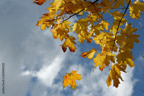 Ahornblätter im Herbstwind