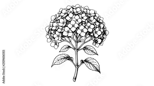 Hand-drawn Hydrangea Flower Illustration, Botanical Sketch