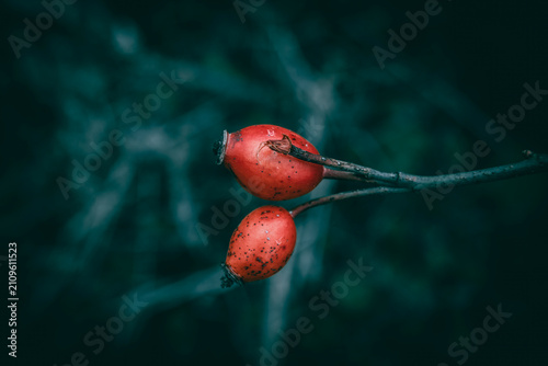 A close up of bright red rosehips on a meadow