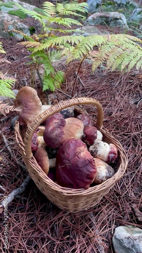 Vertical Basket of Porcini Mushrooms in Forest – Autumn Mushroom Foraging