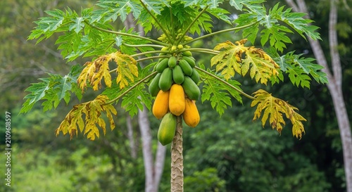 Papaya tree with ripe and unripe fruit