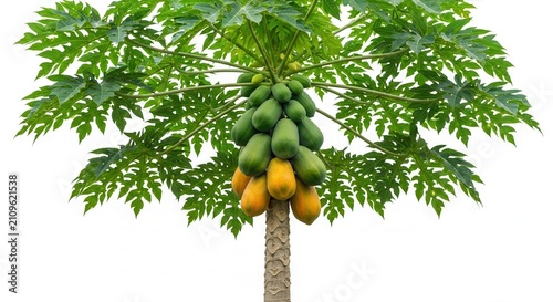 papaya tree with ripe and unripe fruits