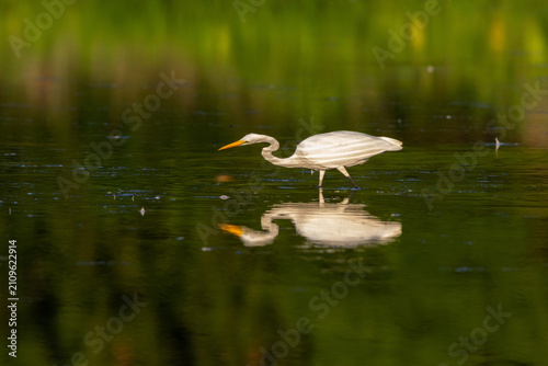 Obraz na plátně 00688-03019 Great Egret (Ardea alba) fishing in wetland Marion Co