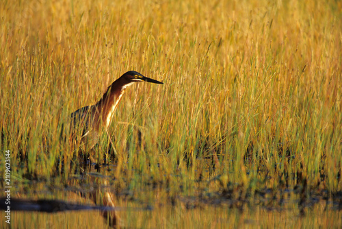 Quadro su tela 00687-01305 Green Heron (Butorides virescens) in wetland Marion Co