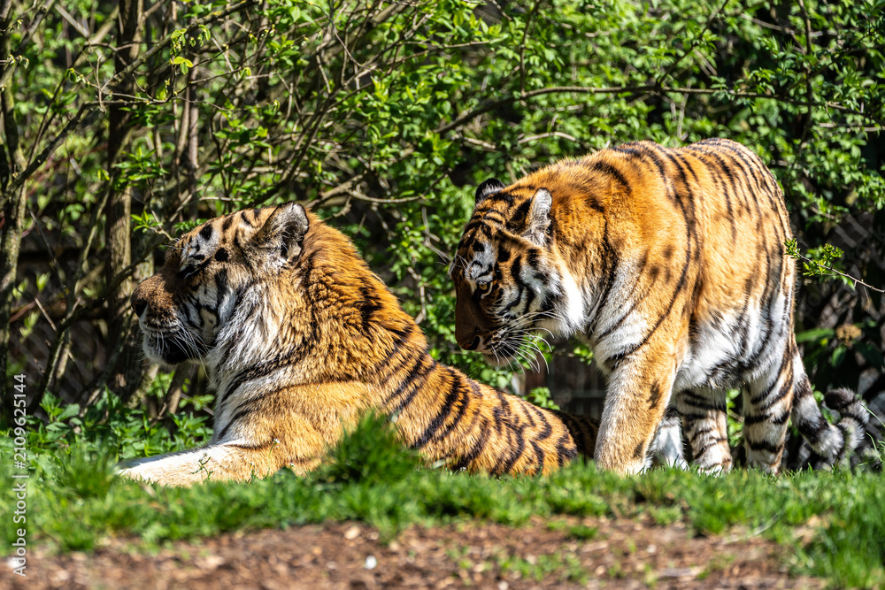 Fototapeta premium The Siberian tiger,Panthera tigris altaica in a park