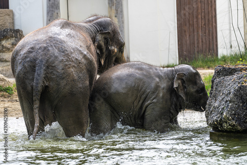 Foto The Asian elephant, Elephas maximus also called Asiatic elephant bathing in a po