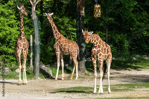 Obraz The giraffe, Giraffa camelopardalis is an African mammal