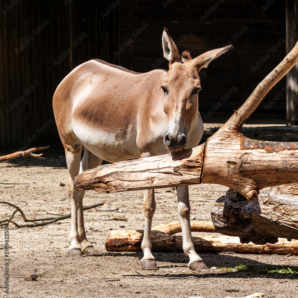 Naklejka premium Persian onager, Equus hemionus onager. Captive-born animals that are extremely rare due to near extinction in the wild.