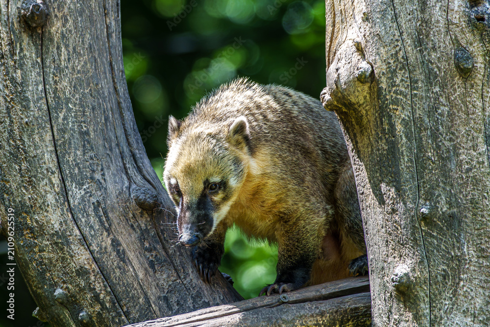 Fototapeta premium South American coati, Nasua nasua is a coati species from tropical and subtropical South America.