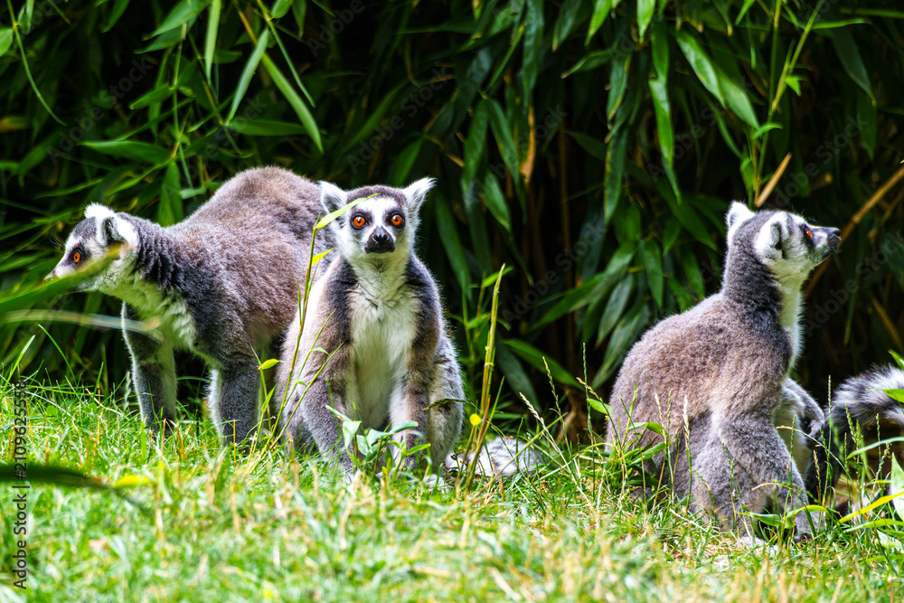 Fototapeta premium The ring-tailed lemur,Lemur catta with white ringed tail is the most known lemur