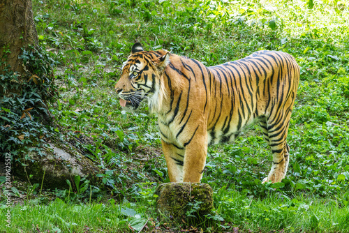 Sumatran tiger, Panthera tigris sumatrae, rare tiger subspecies that inhabits the Indonesian island of Sumatra. Indonesia