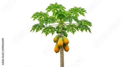 papaya tree with ripe fruit, tropical plant