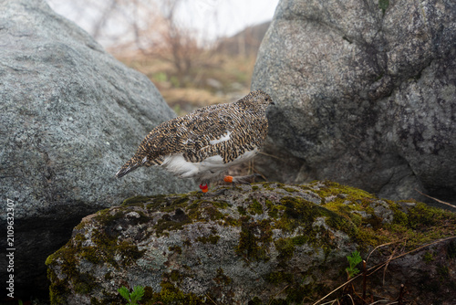 Fotografie Wild rock ptarmigan standing on rocky mountain, Tateyama, Japan