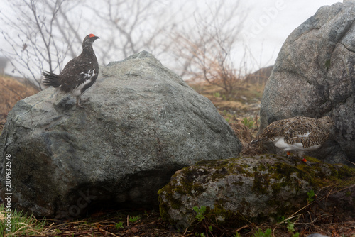 Принти на полотні Wild rock ptarmigan standing on rocky mountain, Tateyama, Japan