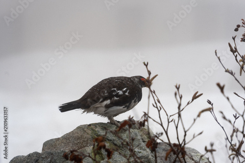Obraz na płótnie Wild rock ptarmigan standing on rocky mountain, Tateyama, Japan