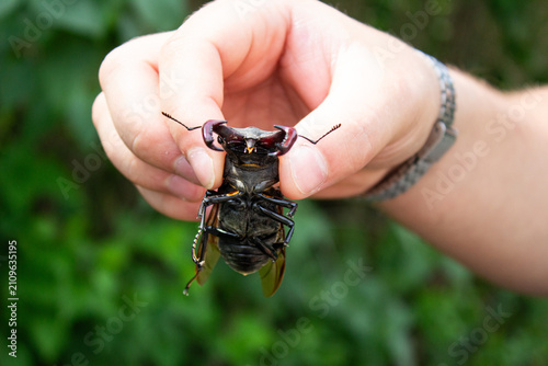 Fotografía Man holding big male stag beetle Lucanus cervus by huge mandibles over green background