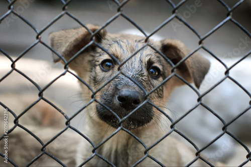Photography sad dog looking through a chain-link fence in an indoor or outdoor enclosure with fur and skin visible, close-up from outside the fence looking in, animal rescue, pet adoption, animal welfa