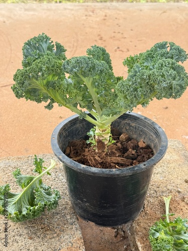 green kale in a pot, planting plants