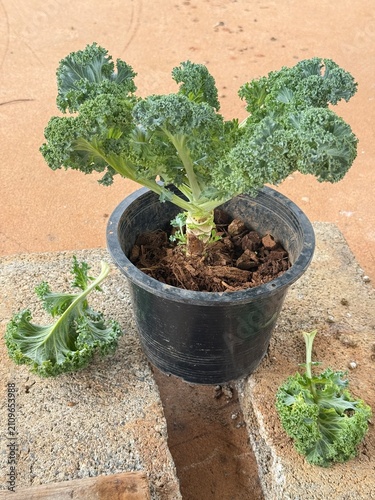green kale in a pot, planting plants