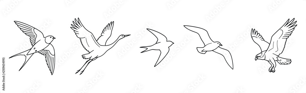Obraz premium Diverse birds in flight during a clean white background representing freedom and nature vector illustration