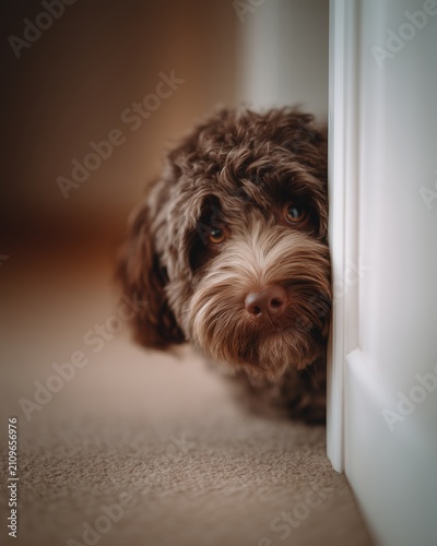 Cute chocolate brown puppy peeking around door frame, curious dog watching from hidden position