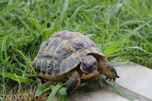 Konstfotografi Greek tortoise