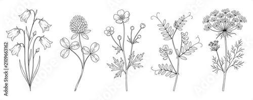 Foto Wildflower botanical line art with bellflower clover buttercup vetch and Queen A