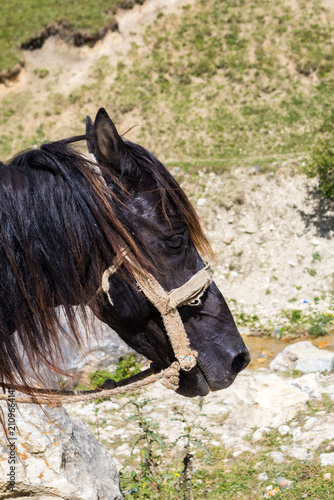 Obraz na płótnie Close-up of a black horse grazing on a mountain pasture in the Shahdag region of Azerbaijan