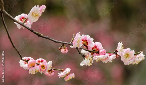 Plum blossoms