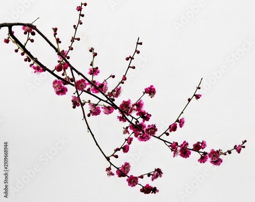 Plum blossoms