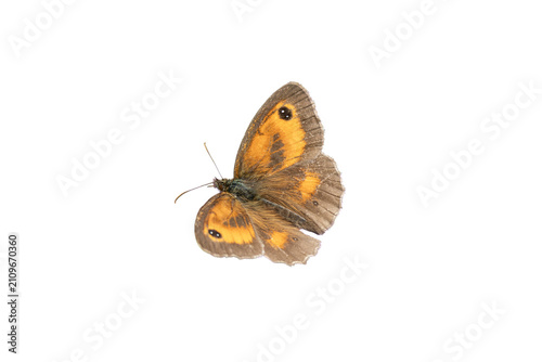 Gatekeeper butterfly (Pyronia tithonus) also known as Hedge Brown with its wings open which is found flying in spring and summer, png file cut out and isolated on a transparent background