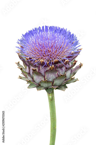 Cynara cardunculus a summer autumn fall flowering plant with a purple summertime flower  known as cardoon or globe artichoke, png file cut out and isolated on a transparent background