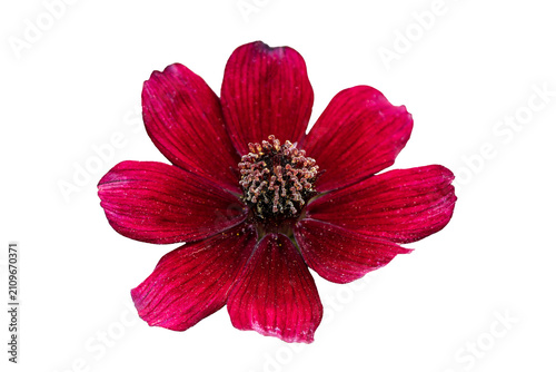 Cosmos atrosanguineus 'Chocamocha' a summer flowering plant with a maroon, red summertime flower known as chocolate cosmos,  png file cut out and isolated on a transparent background