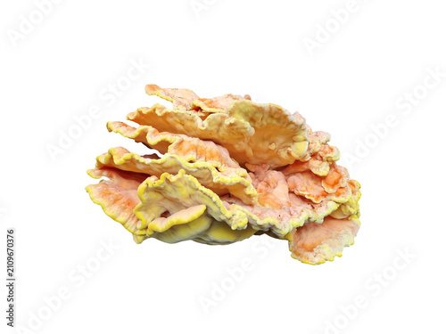 Chicken of the Woods (Laetiporus sulphureus) is an orange-yellow shelf fungus, edible meaty texture and flavour resembling chicken, png file cut out and isolated on a transparent background