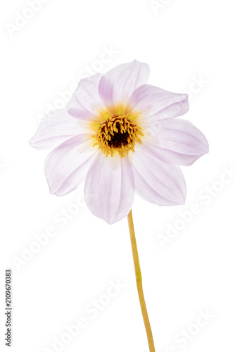 Dahlia merckii alba a summer autumn fall flowering plant with a white summertime flower commonly known as Merck dahlia, png file cut out and isolated on a transparent background