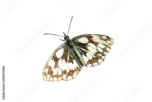 Marbled White butterfly (Melanagia galathea) with its wings outstretched which is found flying in spring and summer, png file cut out and isolated on a transparent background