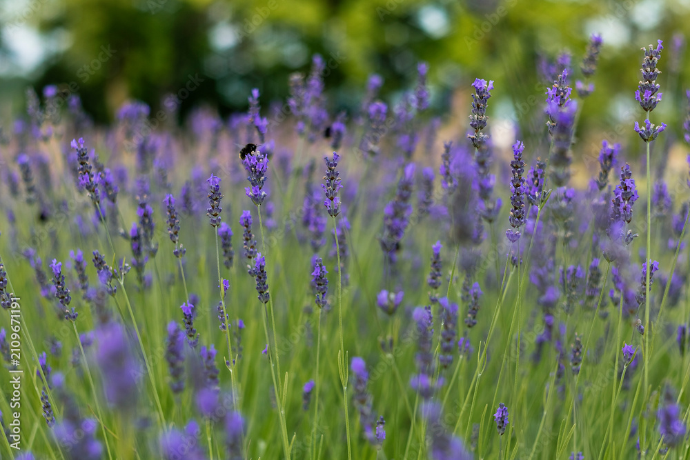 Fototapeta premium Purple lavender blossoms stand out against a beautifully blurred background, capturing the charm of a flowering garden during the peak of the summer season.