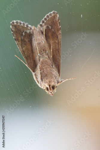 Quadro su tela papillon